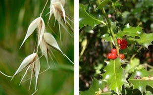 quelle fleur nous correspond